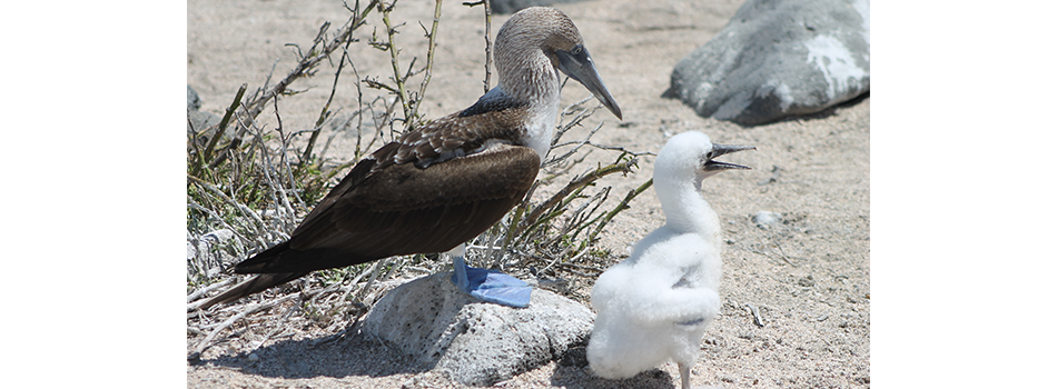 Blue Footed Bobbie - Galapagos Islands