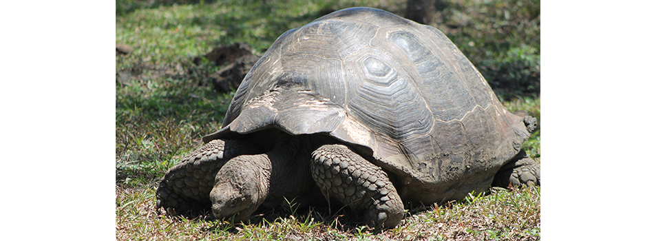 Giant Tortoise - Galapagos Islands