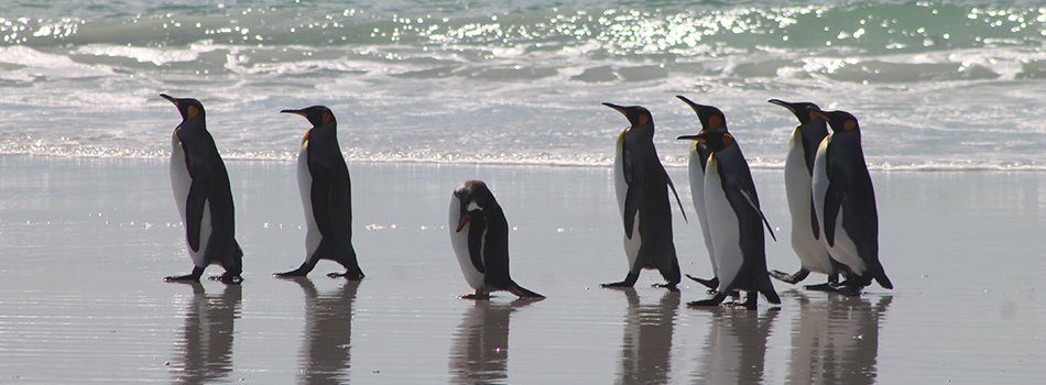 King Penquins - South America