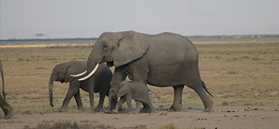 Kenya Safari 2026
